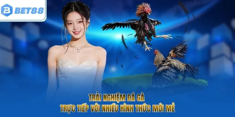 Trải nghiệm đá gà trực tiếp với nhiều hình thức mới mẻ